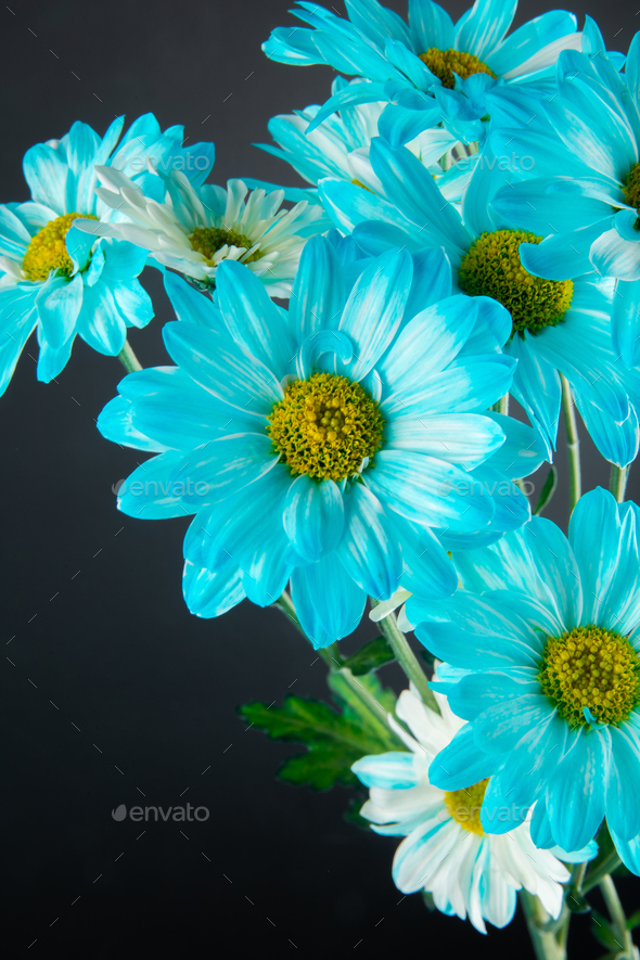 Blue gerbera deals daisy